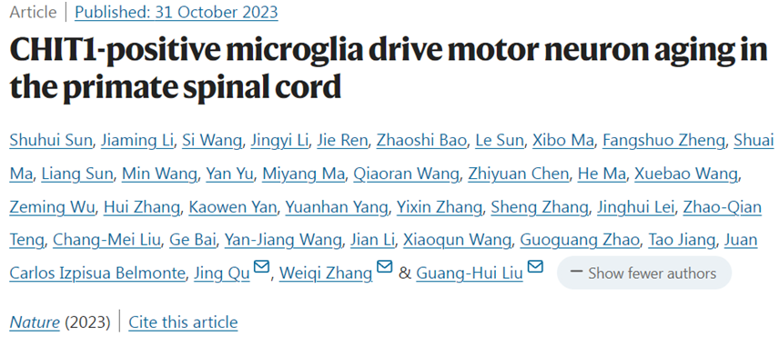Nature:我國科學家揭示蛋白CHIT1促進靈長類動物脊髓中的運動神經元衰老(圖1) p19.png