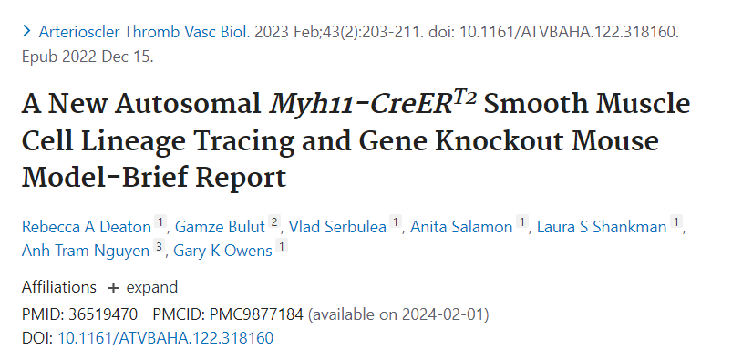 弗吉尼亞大學發(fā)現(xiàn)全新Myh11-CreERT2-RAD小鼠可作為平滑肌細胞研究的新工具