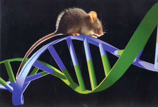 GB 14922—2022《實驗動物 微生物、寄生蟲學(xué)等級及監(jiān)測》 標(biāo)準(zhǔn)解讀(圖12)